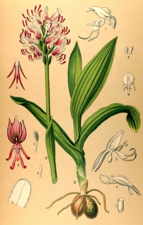 orchidee